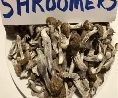 MAGIC SHROOMS