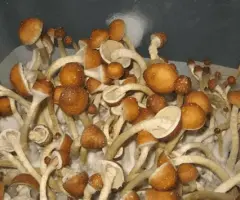 Golden Teacher Mushroom