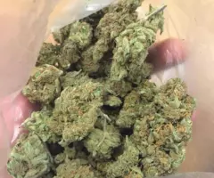 Jack Herer -Blue Dream -OG Kush we also do small order